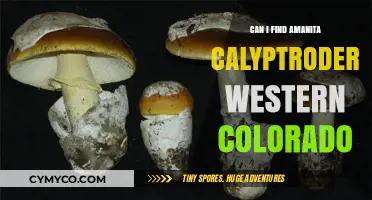 Exploring Western Colorado: The Quest for Amanita Calyptroderma