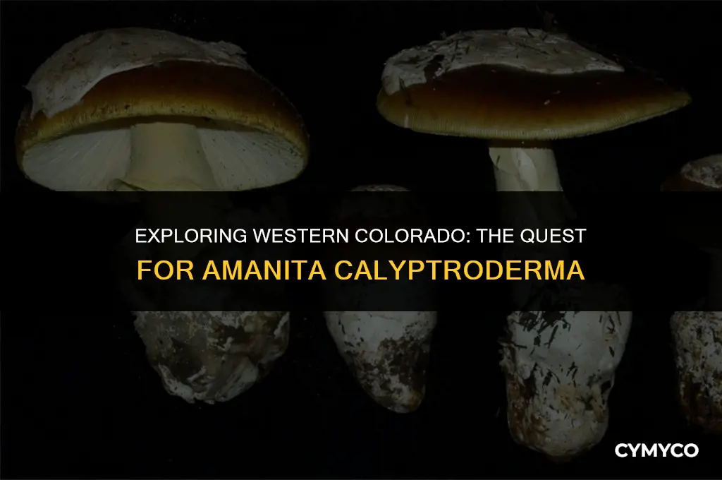can i find amanita calyptroderma western colorado