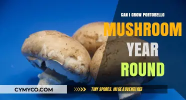 Year-Round Portobello Mushroom Cultivation: A Comprehensive Guide