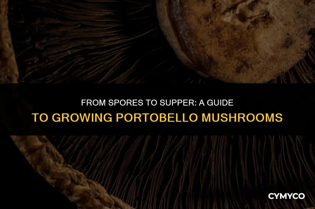 can i grow portobellos