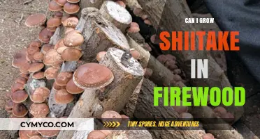 Sustainable Shiitake Cultivation: A Guide to Growing in Firewood