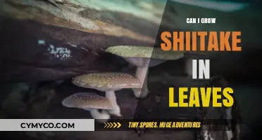 Exploring Shiitake Cultivation: A Leafy Substrate Approach