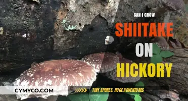 Hickory's Harmony: Cultivating Shiitake Mushrooms on Wood Chips