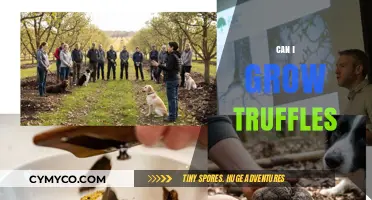 Truffle Cultivation: A Beginner's Guide to Growing Gourmet Fungi