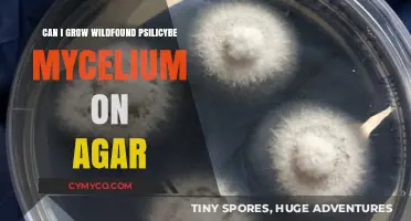 Exploring the Cultivation of Wild Psilocybe Mycelium on Agar