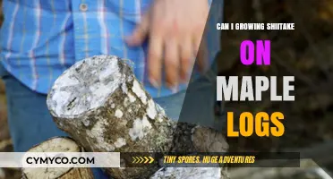 Sustainable Shiitake Cultivation: A Guide to Growing on Maple Logs