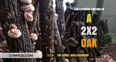 Exploring Shiitake Cultivation in a Compact 2x2 Oak Space