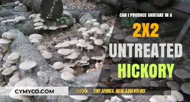 Cultivating Shiitake Mushrooms in a 2x2 Untreated Hickory Log
