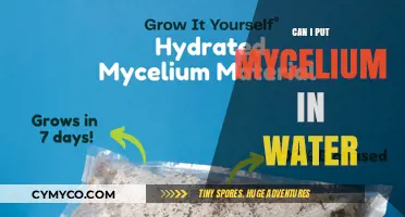 Exploring Mycelium Hydration: Benefits and Techniques for Optimal Growth