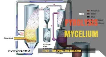Exploring the Potential of Mycelium Pyrolysis: A Sustainable Future?