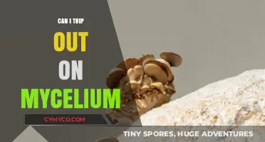 Exploring the Psychedelic Potential of Mycelium: A Comprehensive Guide