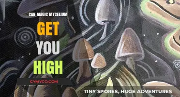 Exploring the Psychedelic Potential of Magic Mycelium