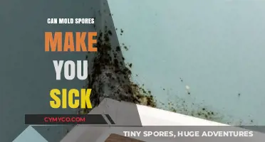 The Hidden Danger: How Mold Spores Can Impact Your Health