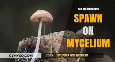 Exploring the Symbiotic Relationship: Mushrooms and Mycelium