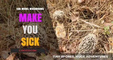 Exploring the Potential Health Risks of Morel Mushrooms