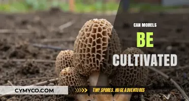 Unlocking the Secrets: Can Morels Be Cultivated Successfully?