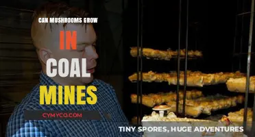 Can Mushrooms Thrive in Coal Mines? Exploring Underground Fungal Growth