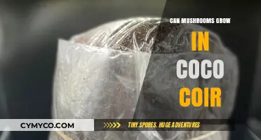 Mushroom Cultivation in Coco Coir: Benefits, Techniques, and Tips