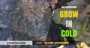 Mushroom Growth in Cold Climates: Exploring Their Resilience and Cultivation