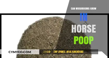 Mushrooms in Horse Manure: Unveiling the Surprising Growth Potential