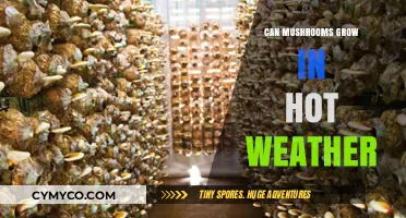 Mushroom Cultivation in Hot Climates: Challenges and Best Practices