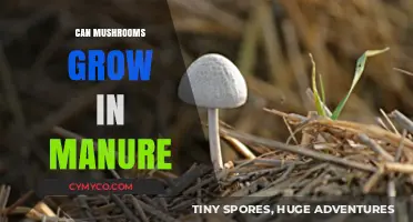 Mushrooms in Manure: Unveiling the Surprising Growth Potential