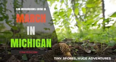 March Mushroom Growing in Michigan: Tips for Early Spring Cultivation
