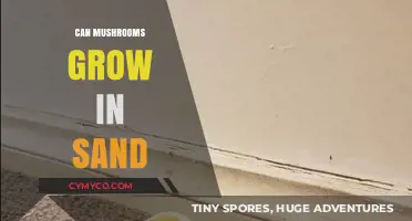 Can Mushrooms Thrive in Sand? Exploring Unconventional Growing Mediums