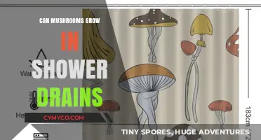 Mushrooms in Shower Drains: Causes, Risks, and Effective Removal Tips