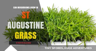 Mushrooms in St. Augustine Grass: Can They Thrive Together?