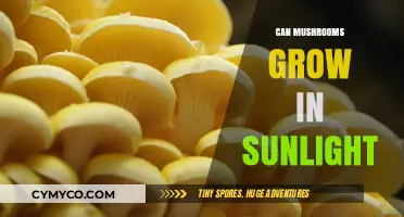 Do Mushrooms Thrive in Sunlight? Exploring Light's Role in Fungal Growth