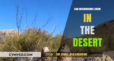 Can Mushrooms Thrive in Arid Desert Conditions? Surprising Facts Revealed