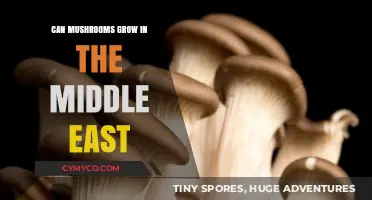 Exploring Mushroom Cultivation in the Middle East: Possibilities and Challenges