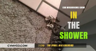Can Mushrooms Thrive in Your Shower? Surprising Growth Conditions Explained
