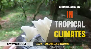 Exploring the Possibility of Mushroom Cultivation in Tropical Climates