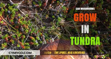 Exploring the Possibility: Can Mushrooms Thrive in Tundra Conditions?