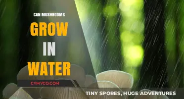 Exploring the Aquatic Potential: Can Mushrooms Thrive in Water?