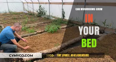 Exploring the Surprising Places Mushrooms Can Thrive: Your Bed Included!
