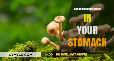 Exploring the Myth: Can Mushrooms Really Grow in Your Stomach?