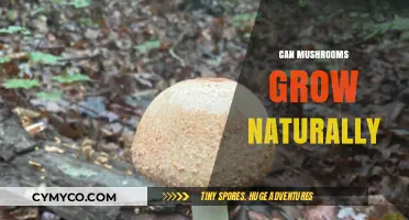 Exploring the Wild: Can Mushrooms Thrive Naturally?