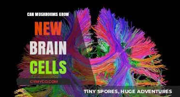 Exploring the Potential of Mushrooms in Neurogenesis: A Comprehensive Guide