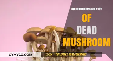 Nature's Recycling: Can Mushrooms Grow from Dead Mushrooms?