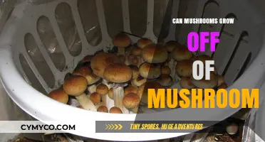 Exploring the Fascinating World of Mushroom Propagation