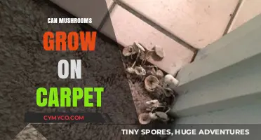 Exploring the Possibility: Can Mushrooms Thrive on Carpet?