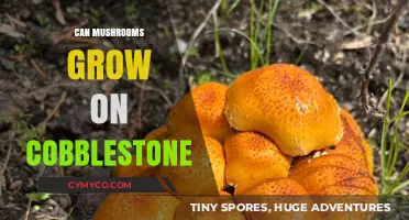 Exploring the Possibilities: Can Mushrooms Thrive on Cobblestone?