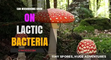 Exploring the Symbiosis: Mushrooms and Lactic Bacteria Growth