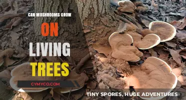 Exploring the Symbiotic Relationship: Mushrooms Thriving on Living Trees