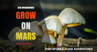 Exploring the Possibility: Can Mushrooms Thrive on Mars?