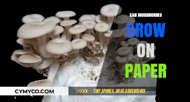 Exploring the Possibilities: Can Mushrooms Thrive on Paper?