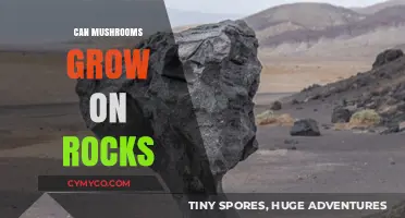 Exploring the Resilience: Can Mushrooms Thrive on Rocky Terrain?